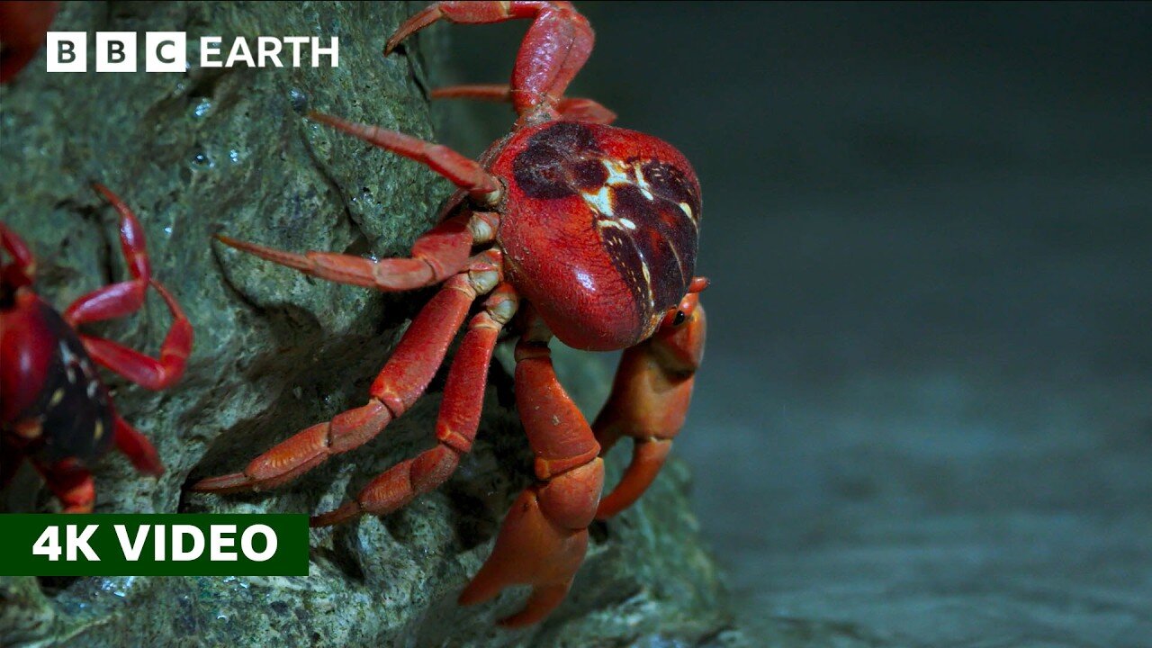 50 Million Red Crabs Take An Epic Trek to the Coast