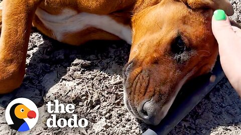 Dog Found With Broken Leg Can't Stop Prancing With Her New Family | The Dodo