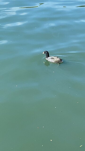 Coots is swimming #coot #swimming #shorts #viral #followme #trending #coots