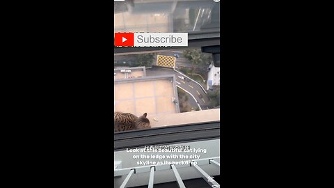 Suicidal cat #rescued