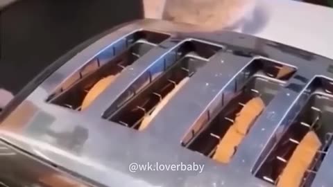 Funny cats and animals videos
