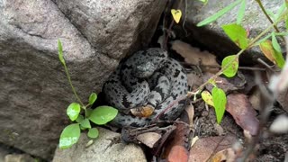 😂🐍 Little Snake Tries to Rattle, But It's Too Wet! | FunFM