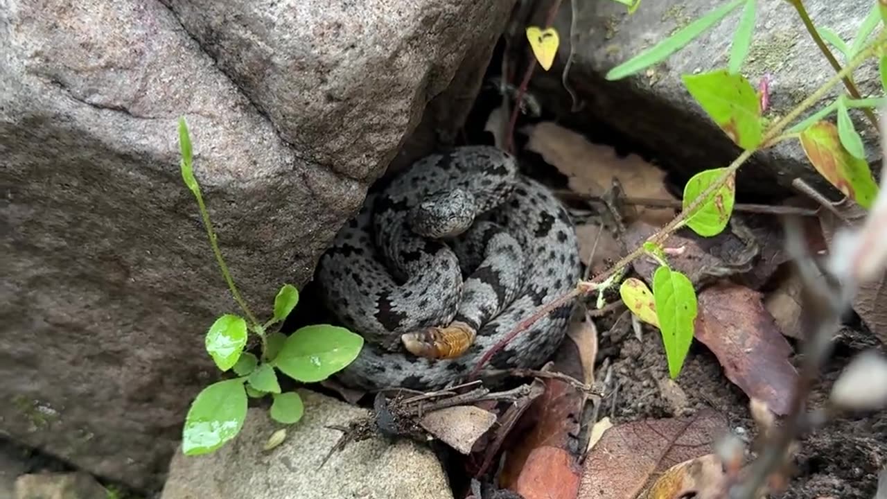😂🐍 Little Snake Tries to Rattle, But It's Too Wet! | FunFM