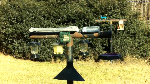 Bird Feeder in Western Maryland USA