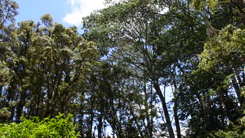 Deaths Of Albizia Trees II
