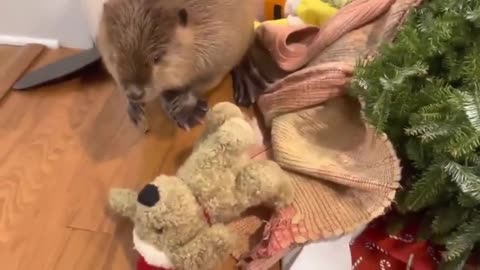 🤯✨ Witness This Orphaned Beaver's Amazing Dam-Building Instinct! | FeedMyCuriosity