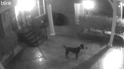 😨💡 Mysterious Light Captured on Blink Camera! What is It? | TheHauntingHour