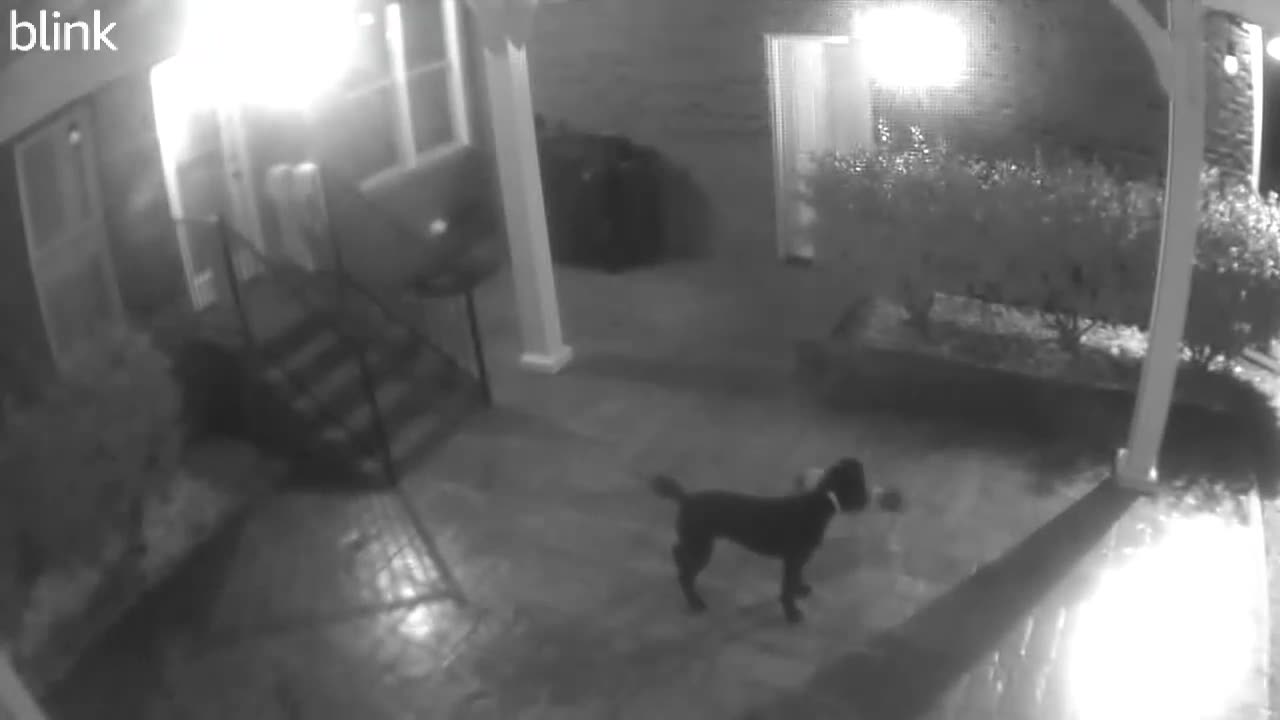 😨💡 Mysterious Light Captured on Blink Camera! What is It? | TheHauntingHour