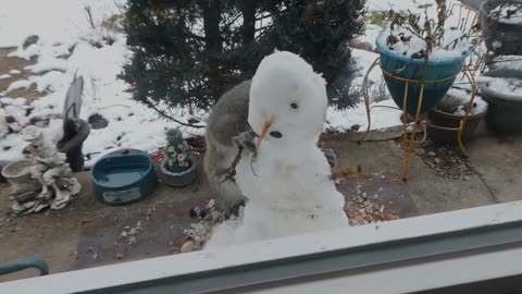 Squirrel Makes Snowman