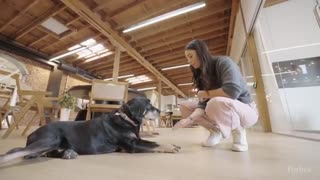 New anti-aging drug for dogs backed by FDA may come in 2026