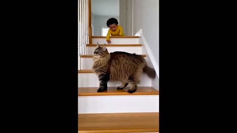 *Funny moments with animals and people*