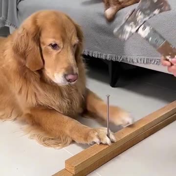 Dog Funny Video 🤣🤣🤣