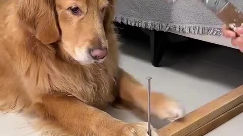 Dog Funny Video 🤣🤣🤣