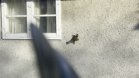 Spider Squirrel Crawls on Wall