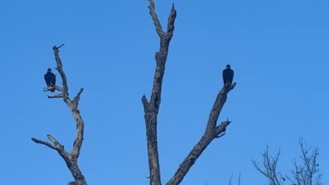 Christmas Eve 77 degrees Texas