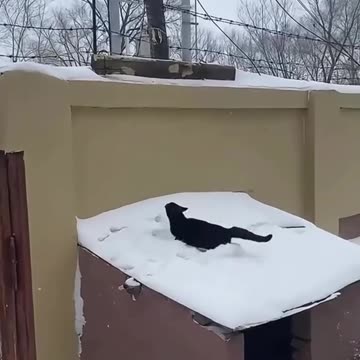 Cold Weather and my cat