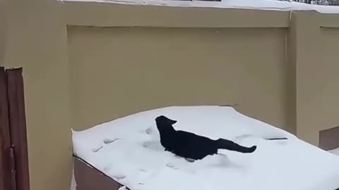 Cold Weather and my cat