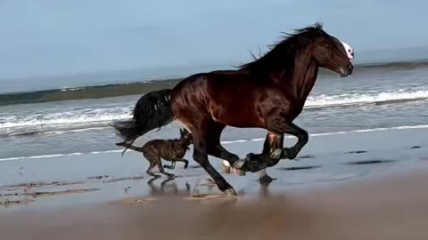 Horse video