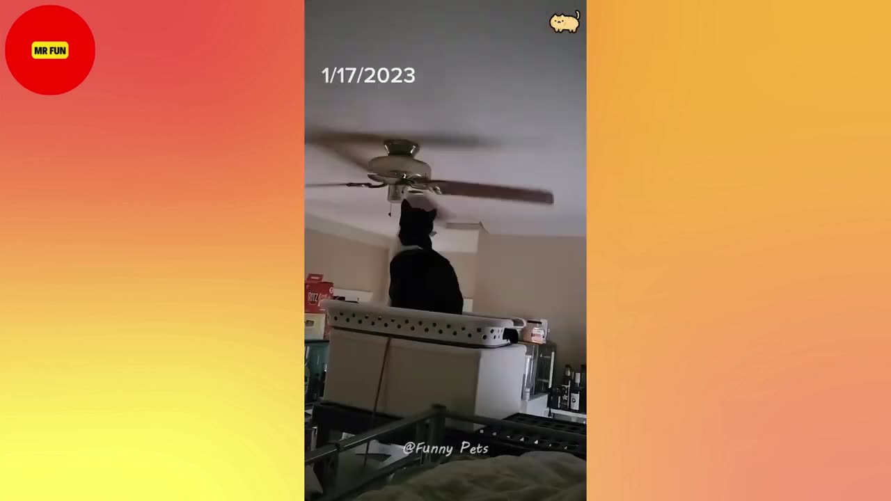 π€£2025's Funniest Pet Fails: Hilarious Animal Compilation πΆπ±