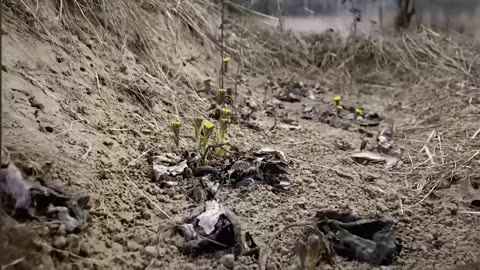 😮🐝 Did You Know Some Bees Nest Underground? The Shocking Truth! | FeedMyCuriosity