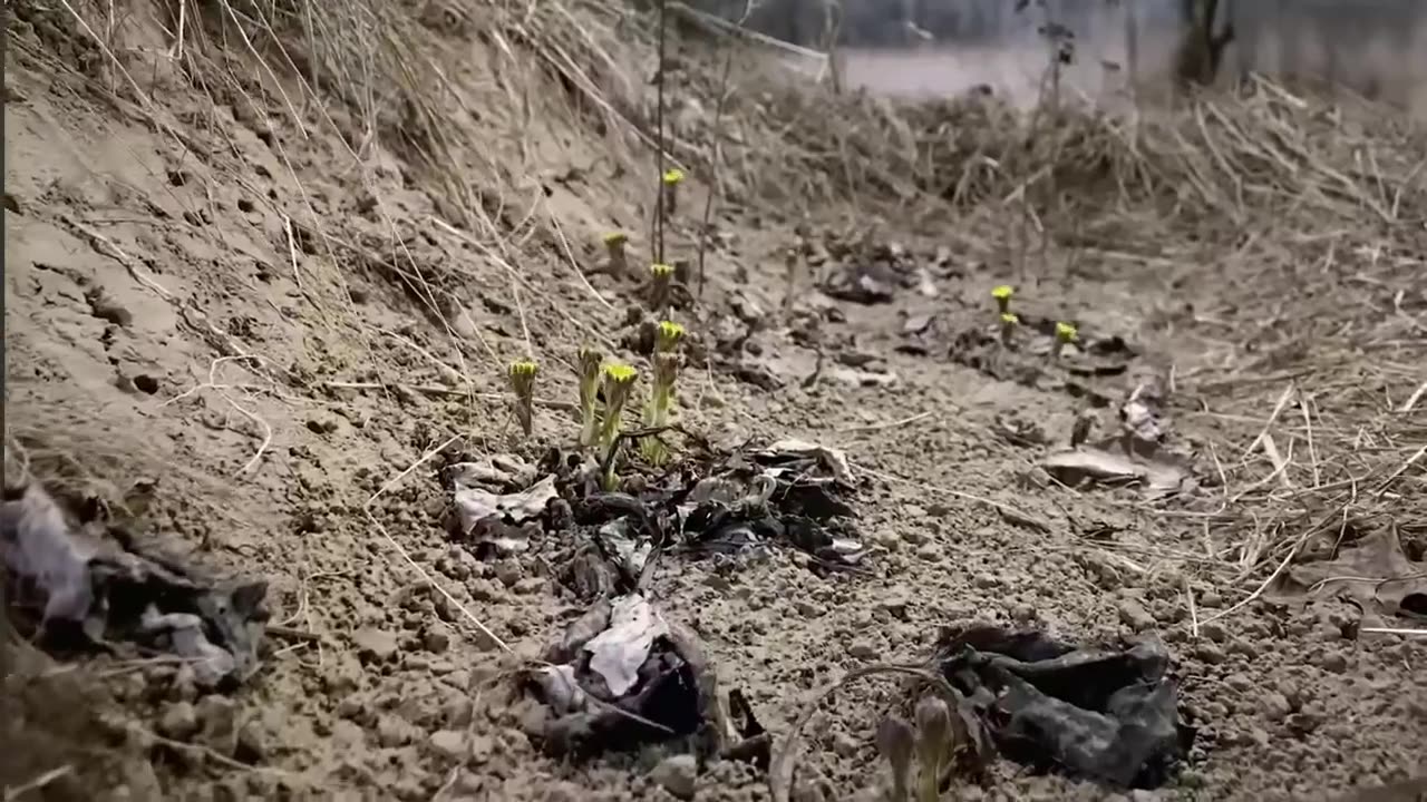 😮🐝 Did You Know Some Bees Nest Underground? The Shocking Truth! | FeedMyCuriosity