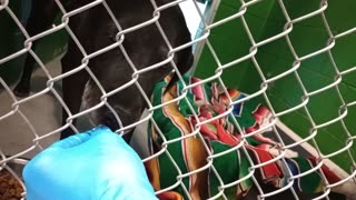 Donoto 5y Pet Id 899550 kennel 9 HSSAZ shelter began pretty untrusting of me barked a lot20251107671