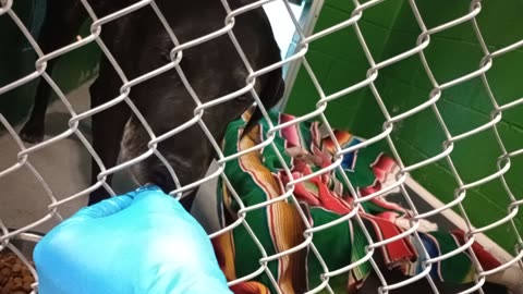 Donoto 5y Pet Id 899550 kennel 9 HSSAZ shelter began pretty untrusting of me barked a lot20251107671