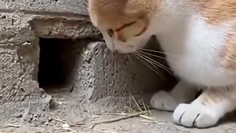 The cat patiently caught the mouse