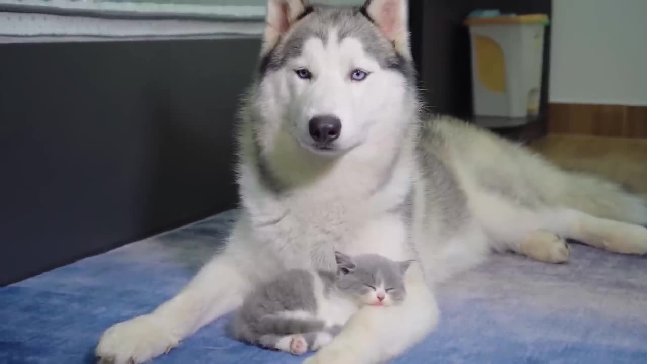 This Kitten Really Thinks Husky is His Father!