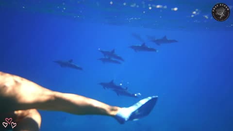 Sexy Bikini Girl Underwater With Sharks