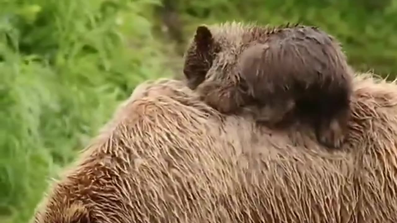 Has anyone loved you unconditionally like your parents? 🐻