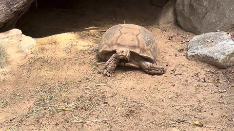 Leopard Tortoise