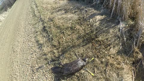 Beaver Trapping - The Culvert Set