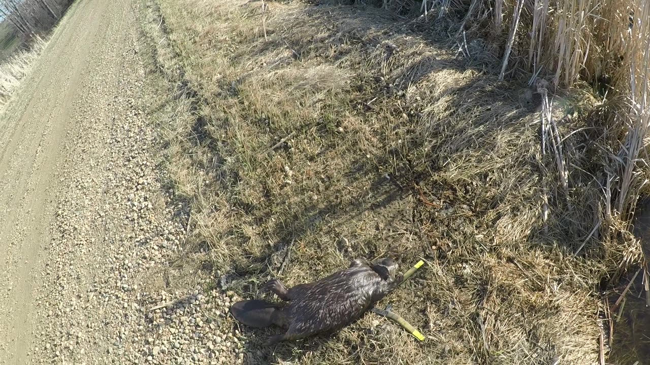 Beaver Trapping - The Culvert Set