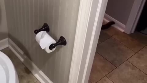 When a cat suddenly speaks up