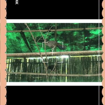 Meet the stunning Khalij Pheasant ! 🌿