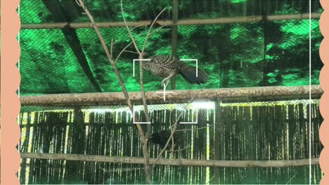 Meet the stunning Khalij Pheasant ! 🌿