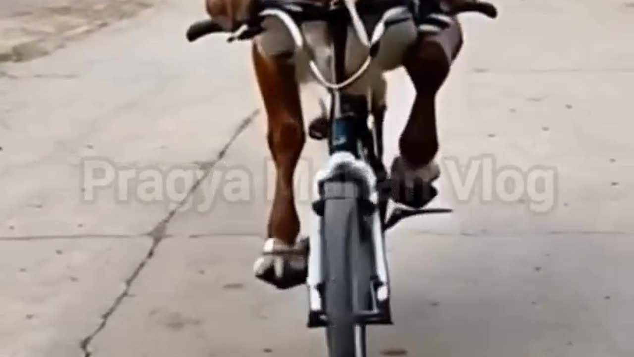 cow ride bike