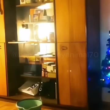 funny animal video #shorts #funny #animals