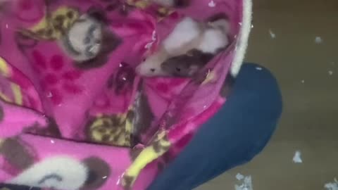 Baby Fancy Rats Bonding + Free Roam