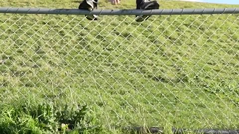 How Animals Get Over a Fence (With Emojis) 😂