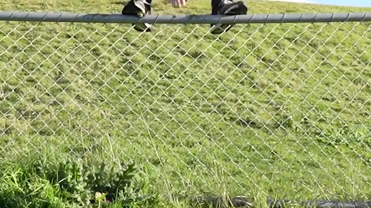 How Animals Get Over a Fence (With Emojis) 😂