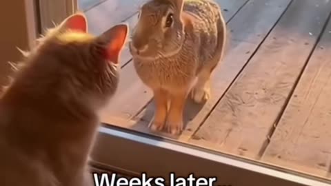 Kitten Made Friends With The Bunny.