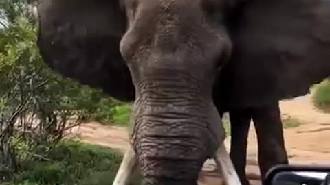 first time i have seen this behavior by an Elephant, can someone explain? 🦣 🥺