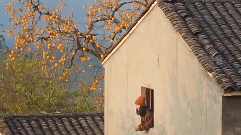 There is a beautiful persimmon village hidden in the deep mountains of Huizhou