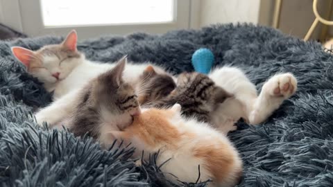 Cute Tiny Kittens are Playing