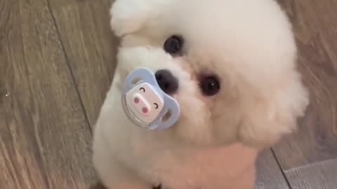 This Fluffy Baby Puppy Just Wants His Pacifier