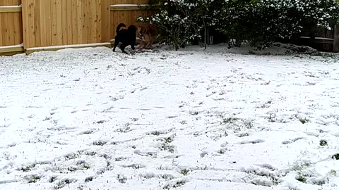 Dogs Playing Outside in the Snow: P1 🐕❄️