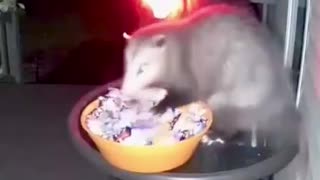 News Break