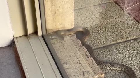 Snake Slithers Along a Glass Door